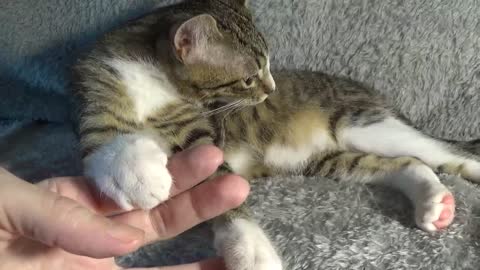 I Can Purr and Bite at the Same Time