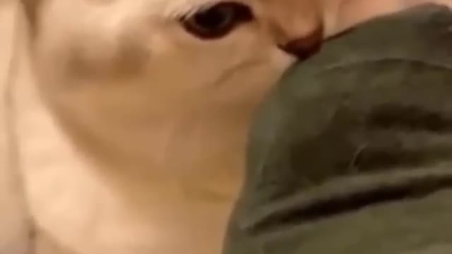 Funny animal video