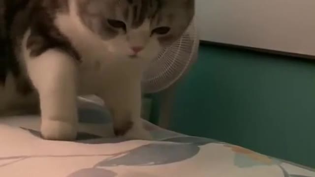 Pet