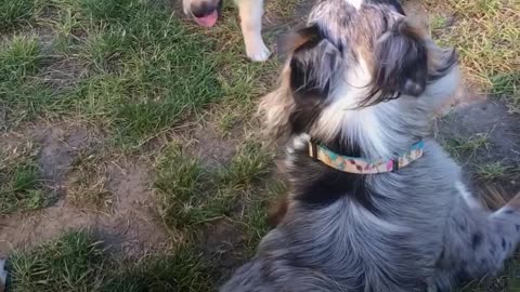 Girl with Nine Rescue Dogs Loves Her Grumpy Faced Boy The Most | The Dodo