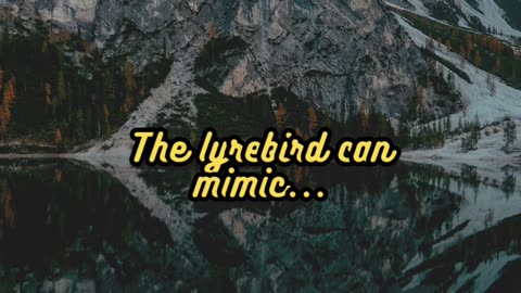 Animal Facts Lyrebird Mimicry #shorts