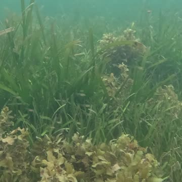 Snorkeling Adventures Philippines, A lot of life around the Mangrove Forest