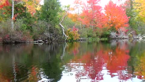 Foliage