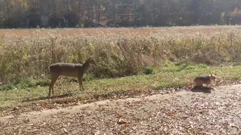 I can't understand why my new friend won't play with me. I'm outta here.🦌🤸‍♂️🍂🍁 -satisfying69