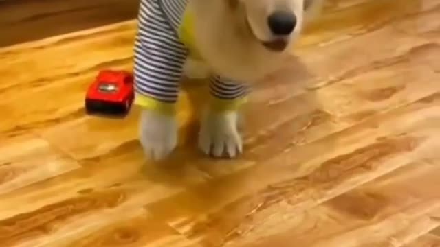 Dog prank videos funny videos trending 🤣🐱🐕