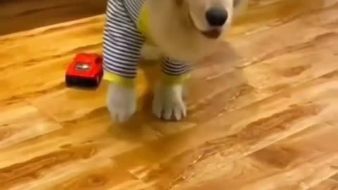 Dog prank videos funny videos trending 🤣🐱🐕