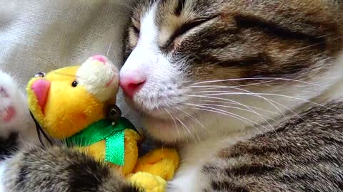 Adorable Kitten and His Toy Cat