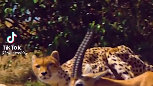 Leopard .animal