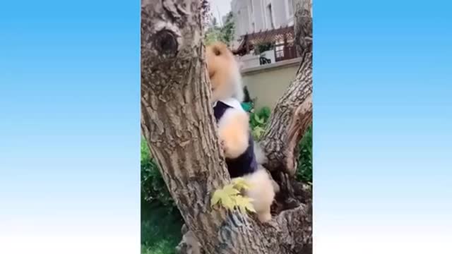 Animals cute funny