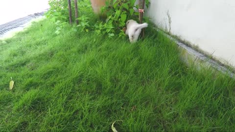 Cute funy dogs