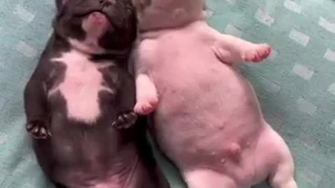 Dog video