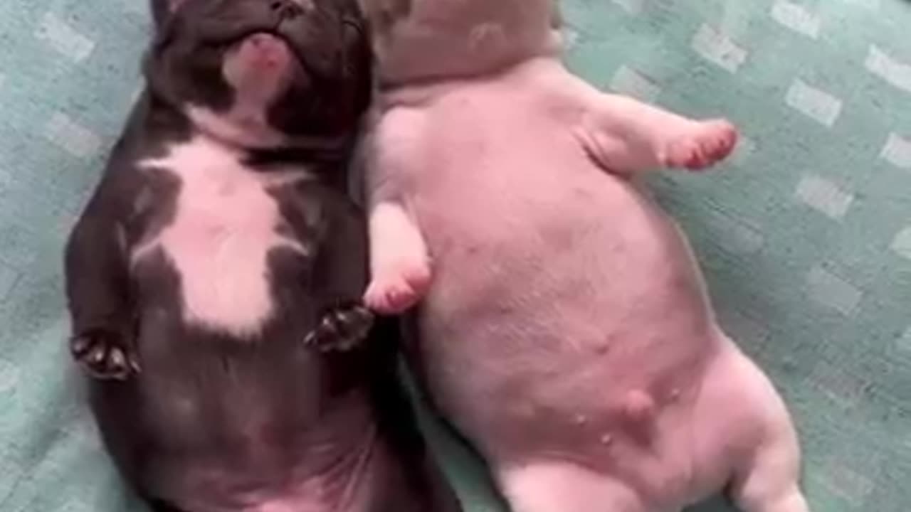 Dog video