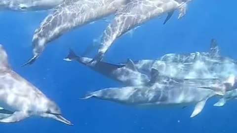 dolphin#oceanlover#underwater#planetearth