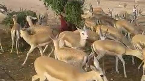 The Arabian deer❤ is more than amazing