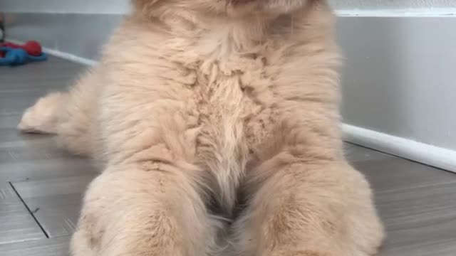 Golden retriever puppy