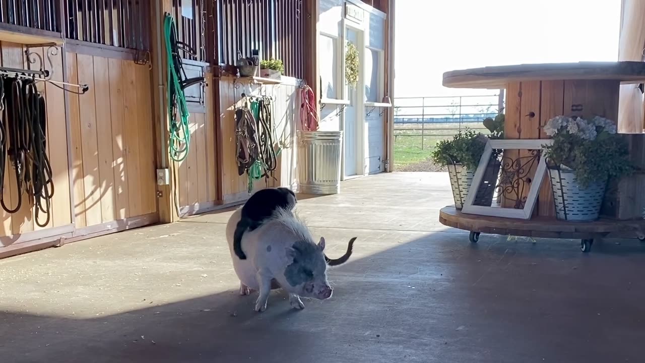 Kitten Takes Literal Piggy-Back Ride