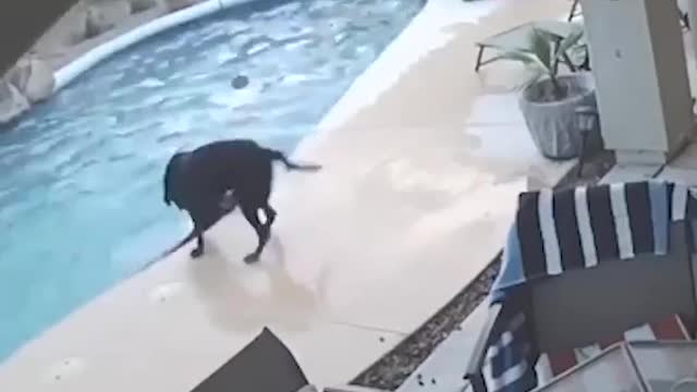 dog saves his friend from drowning non-swimmer pet fell into the family pool while home alone