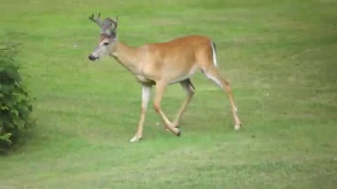 Deer: “thousands of years ago, your ancestors were fierce predators. What happened??!!”