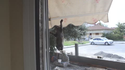 How to deactivate your cat