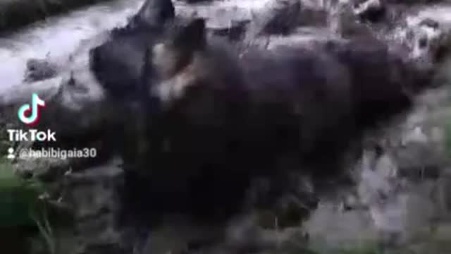 Dog ends up getting completely covered in mud