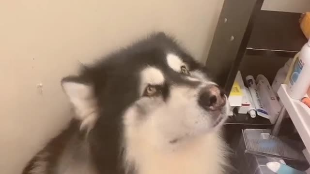 Husky is eating potato chips