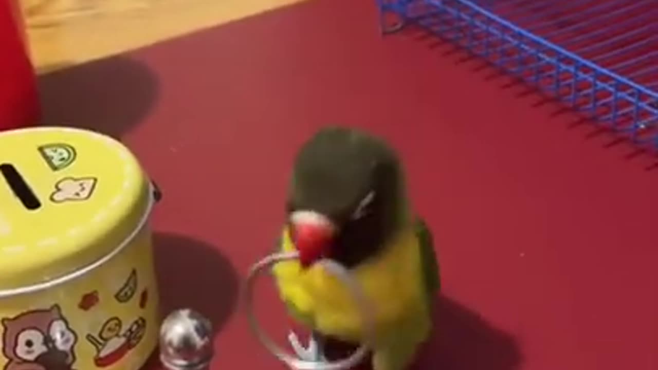 So Smart Parrot #shorts #viral #shortsvideo #video