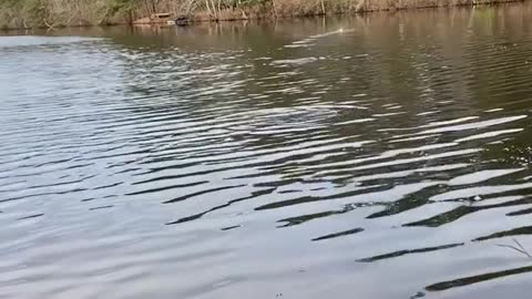 Rock Skip Interrupted By Hawk