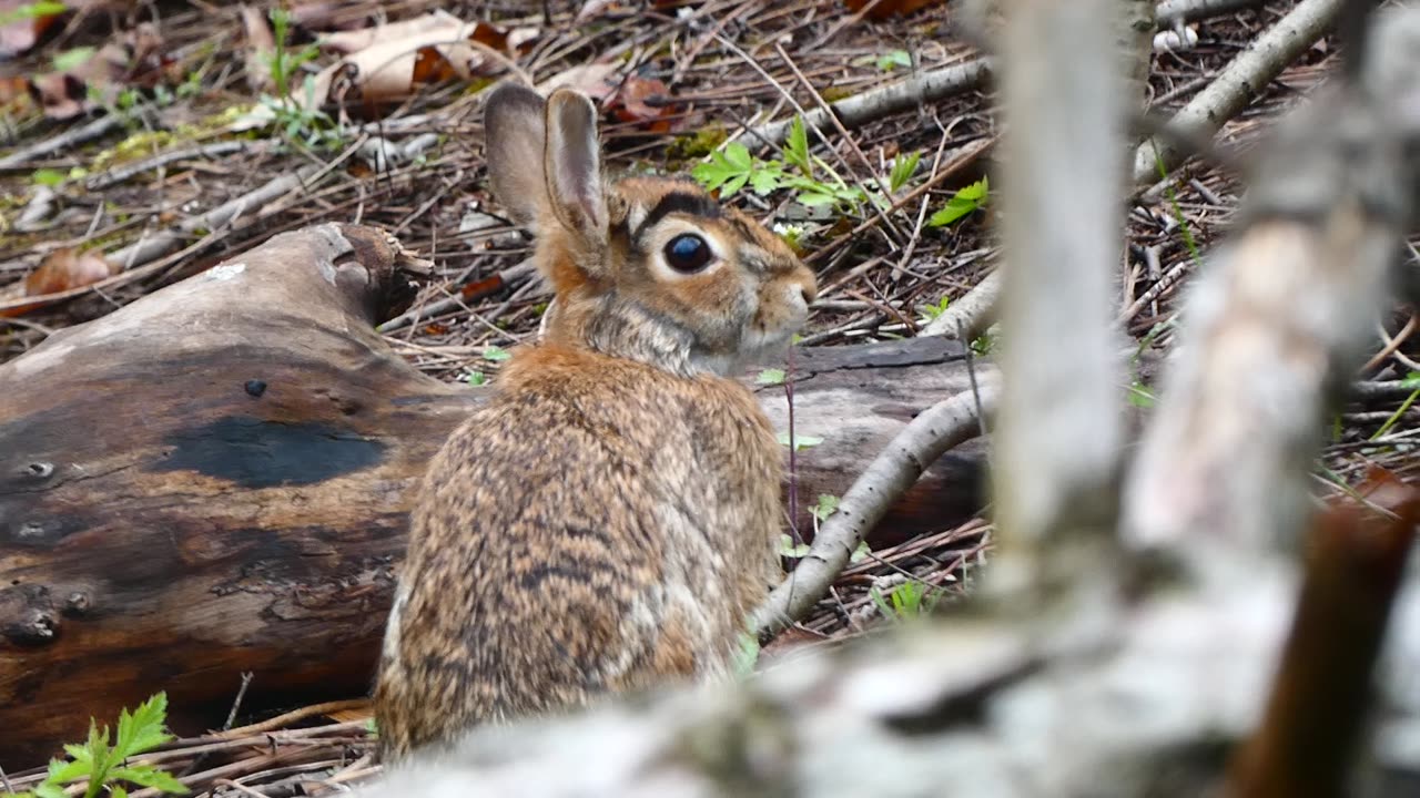 Cottontail Rabbit Sitting on Ground