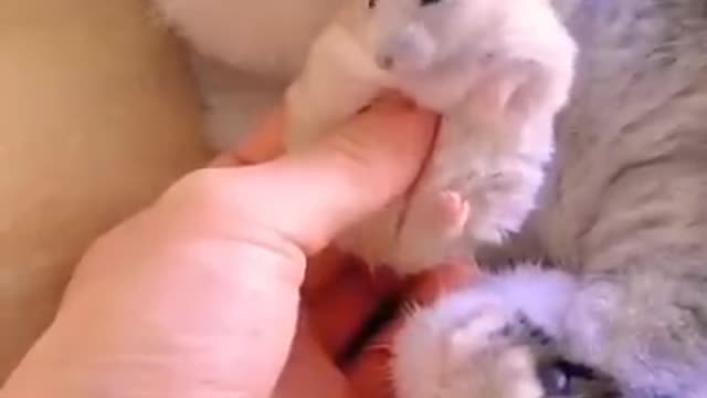 Cat and hamster friendship