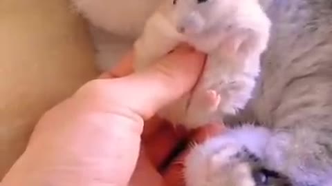 Cat and hamster friendship