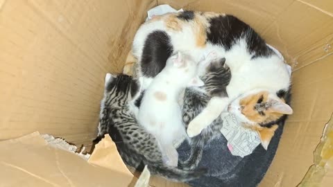 Cute baby kittens playing with each other. Video of funny kittens.