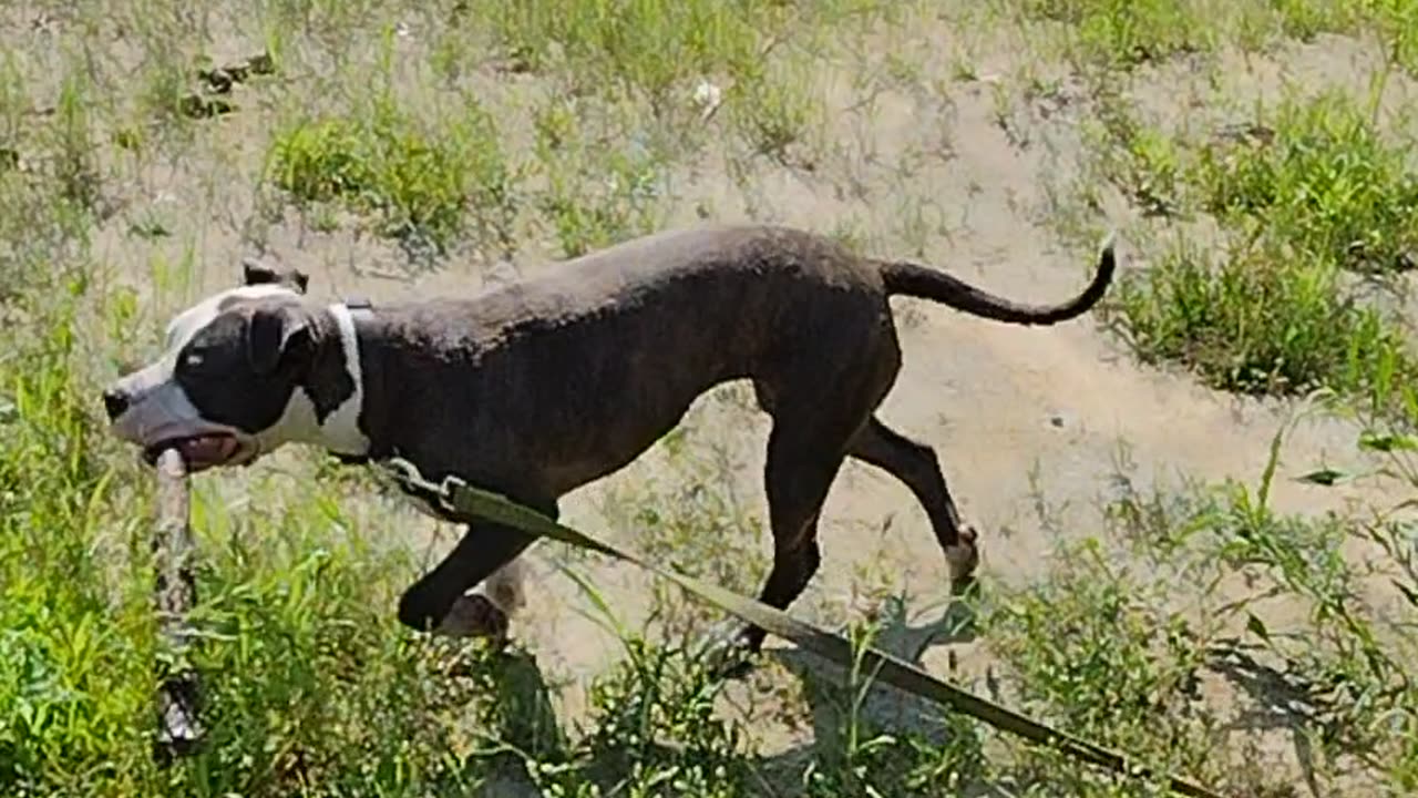 Jazzy Girl Superstar Pitbull Coming at ya! Super fast pit!