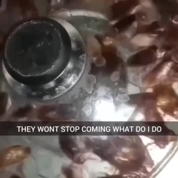 How would you react to this many cockroaches coming up your sink?