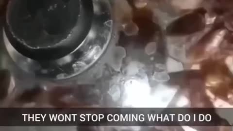 How would you react to this many cockroaches coming up your sink?