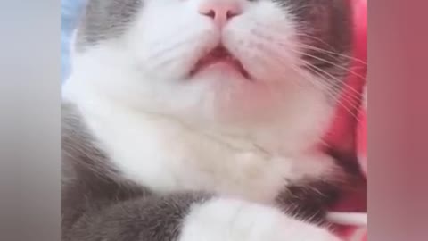 Funny cat sleeping making weird noises | funny animals