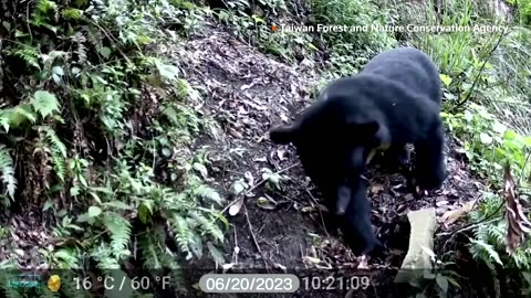 How a new snare could help save Taiwan's Formosan black bear | REUTERS