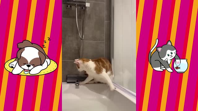 Funny cat