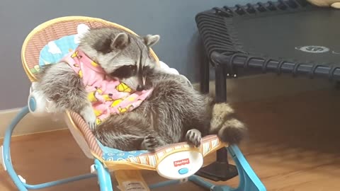 Pet raccoon dozes off in baby swing