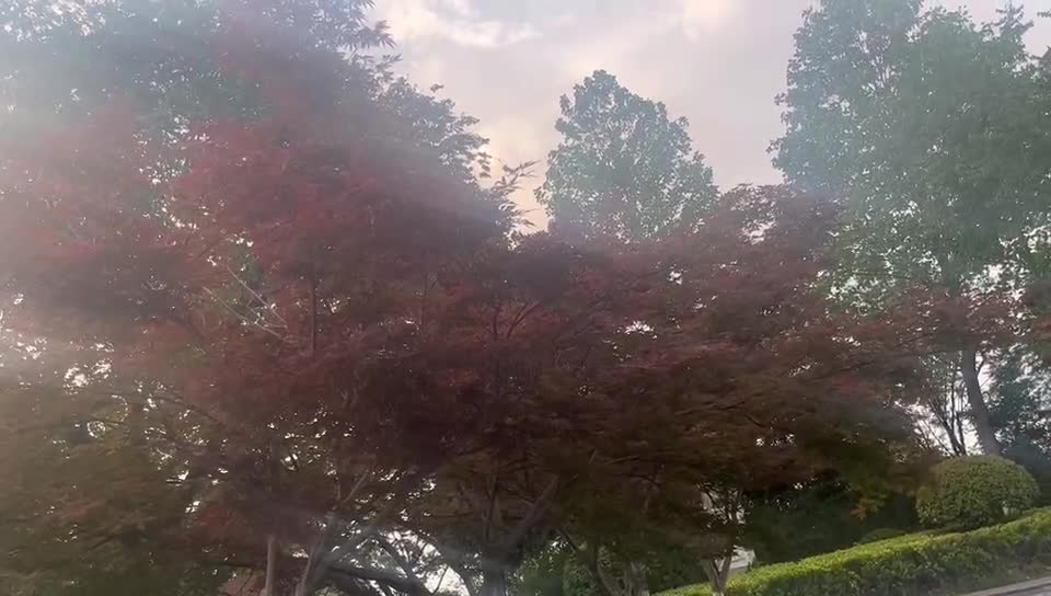 Red Maple leaves bring you good luck