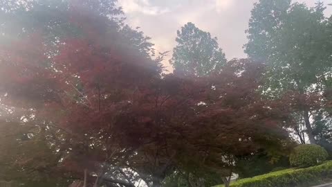 Red Maple leaves bring you good luck