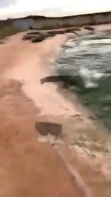 How to de-croc your beach