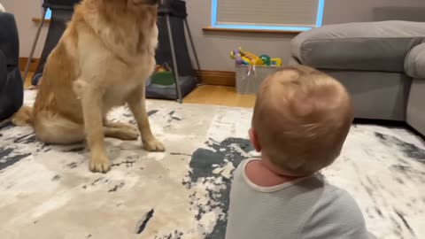 Golden Retriever Pup Upsets Baby but Apologizes! (Most Adorable Moment!!)