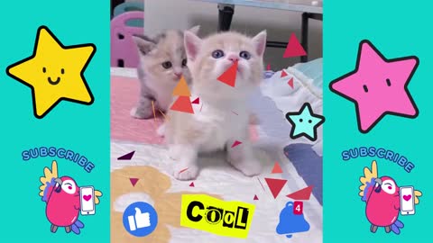 🔥OMG! These Baby Kittens Are So Super Cute