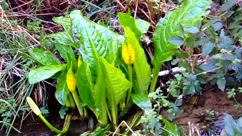 Out hiking in the woods 3/8/24: