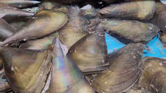 Fresh clam