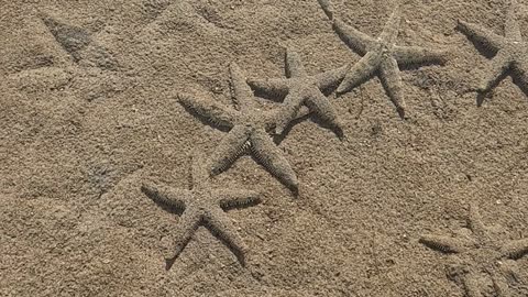 Starfish on the move during low tide!