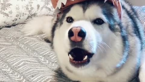 Dogs & Puppies