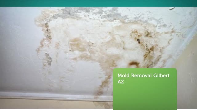 Professional Mold Removal and Remediation in Gilbert AZ