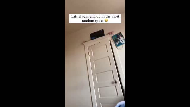 Cat always end up in the most random spots !