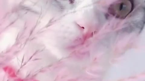 This cat as a funny act